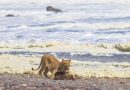 Tre leonesse hanno iniziato a cacciare animali marini in Namibia: otarie e cormorani nel menù